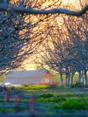 One Night Marriage P