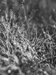 The Wife of My Heart