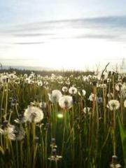 Wang Xuan Mu Qingyue