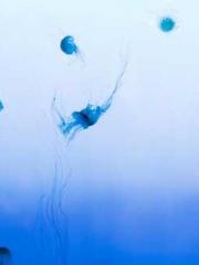 lt;Liang Yimo Cold N