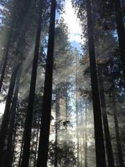 King of Nine Profoun