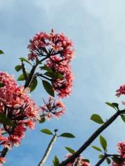 High School Campus S