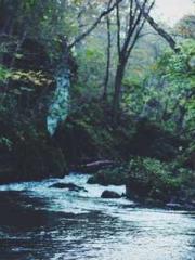 Transmigration: Feel