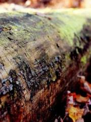 My Amazing Female Te